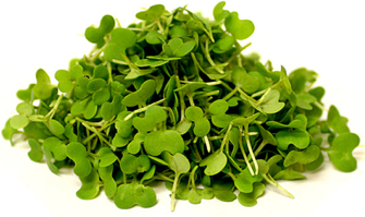 Trébol del Bosque Verde