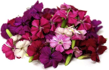 Pétalos de Campanita