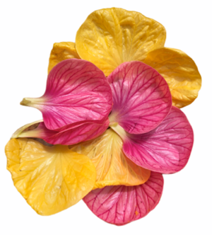 Tierra de Flor Purpurita Ajo (Crumbs)