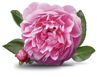 Tierra de Flor Kapuchina (Rojo Carmín)